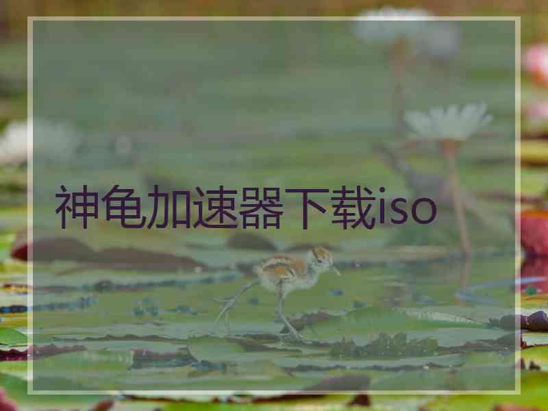 神龟加速器下载iso