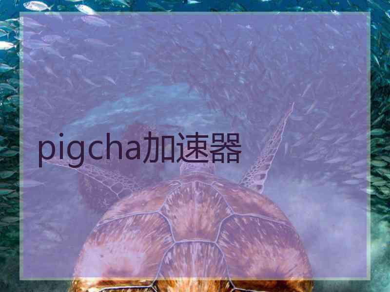 pigcha加速器